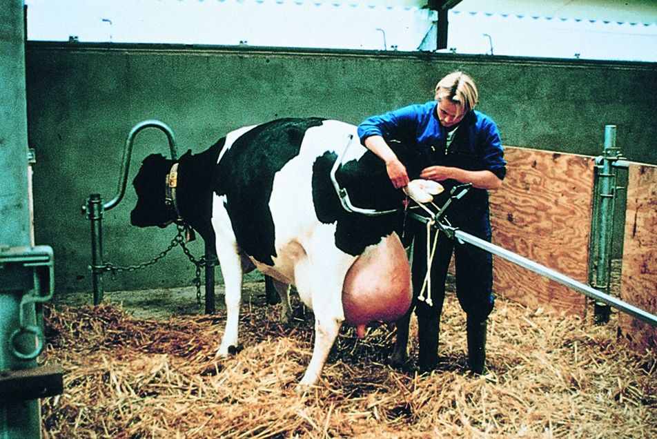 Vink Geburtshelfer/Milchkühe