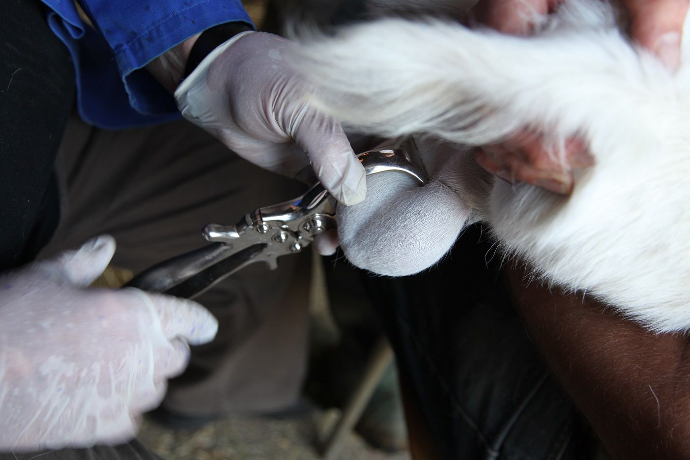 Pince à castrer 40 cm