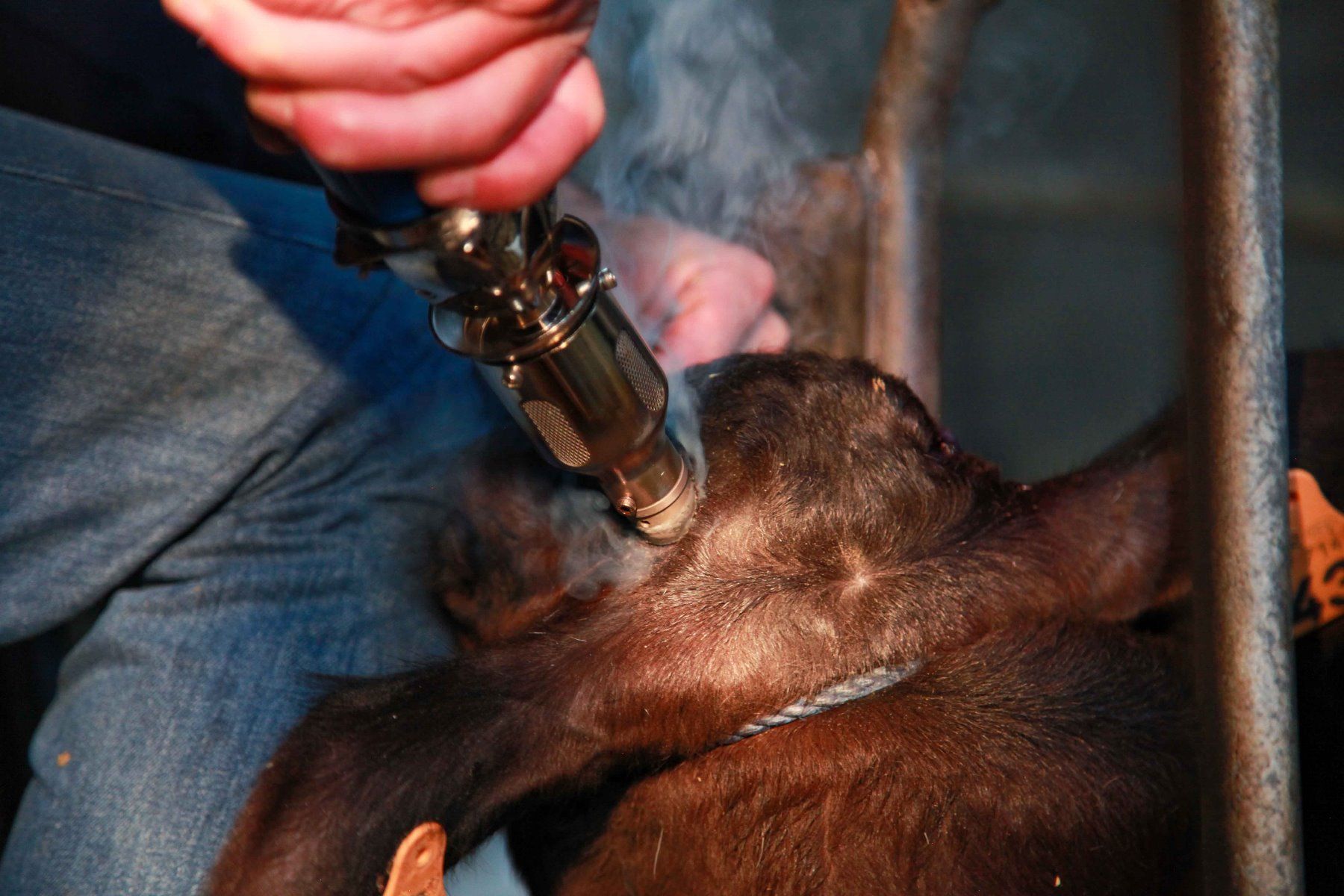 Enthornungsgerät NETHORN 