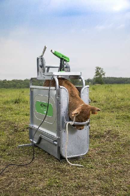 Cosmos Elek. Rinder Enthorner