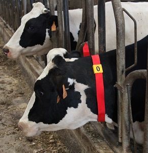 10 Plastic identification sleeves no.5