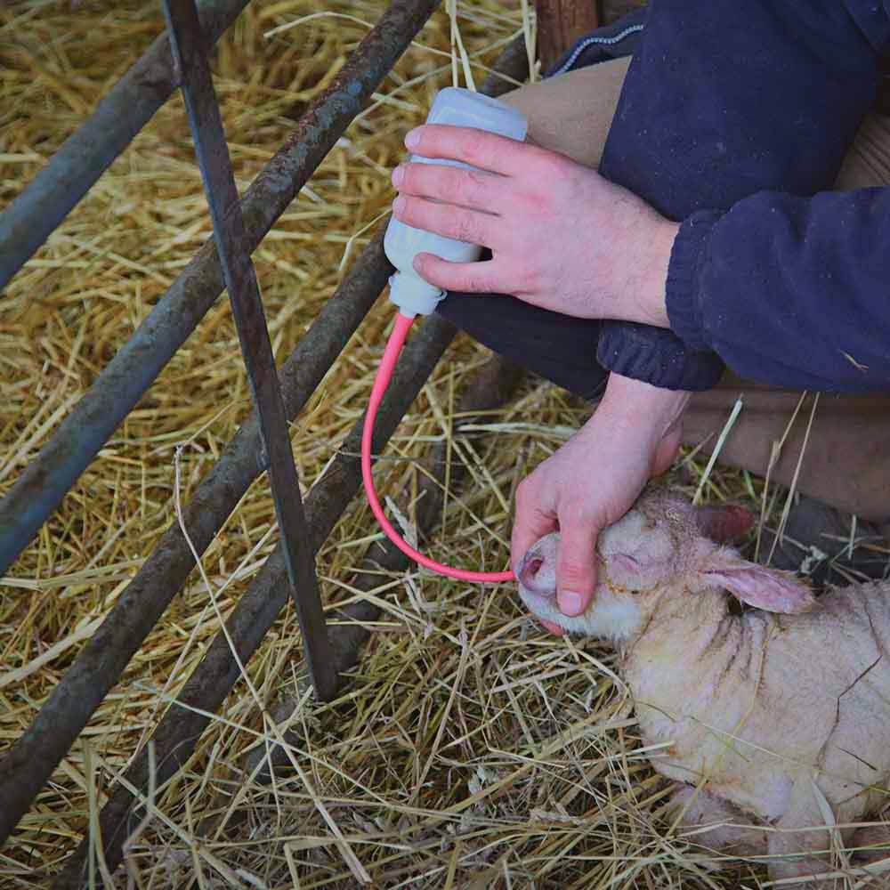 Sonde pélican pour agneau