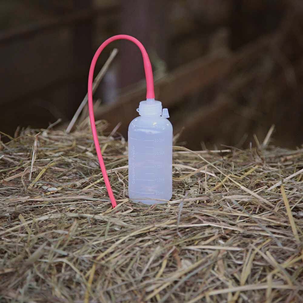 Sonde pélican pour agneau