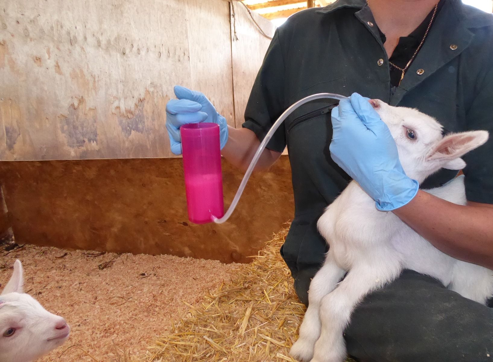 Lamb rehydrator ANTAHI 