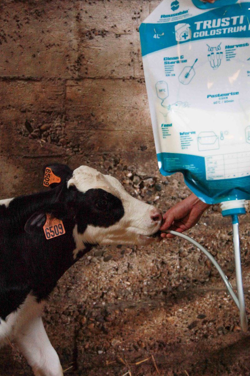 Kolostrum Beutel X4 Mundstück + Röhrchen