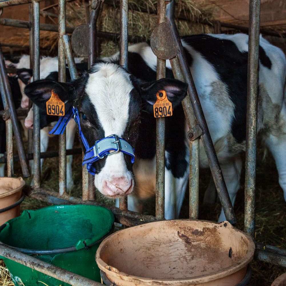 Blaues Halfter Für Kälber