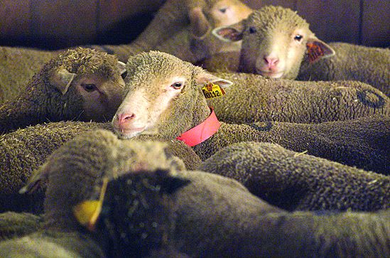 Collier plastique pour ovins vert X5