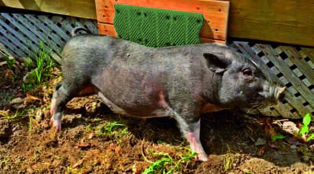 ScratchnAll™ Kratzpad kleines Modell schwarz