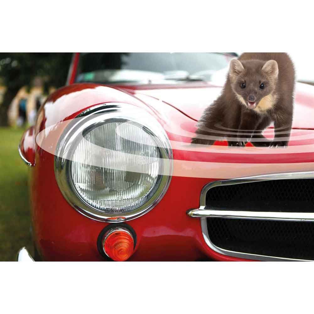 Stop martre pour voiture - SWISSINNO 