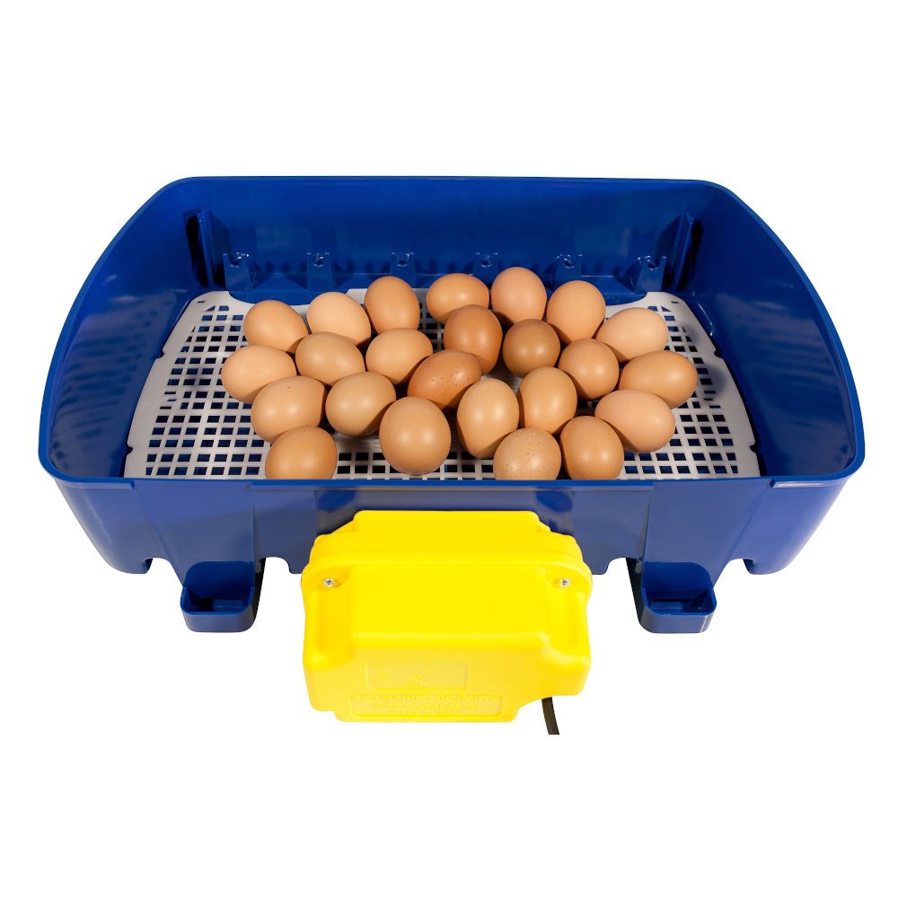 Couveuse digitale BOROTTO 24 oeufs automatique 