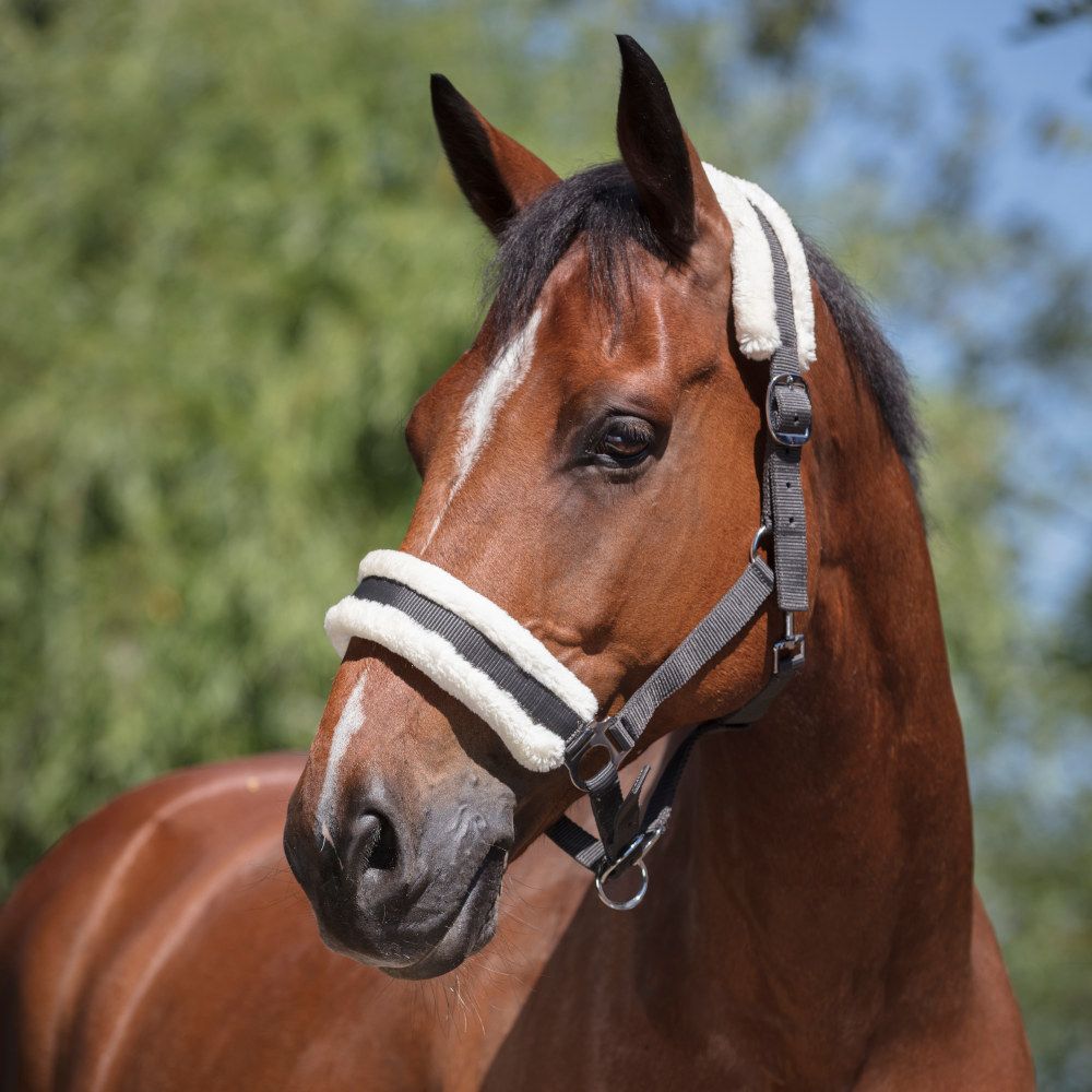 NORTON “Mouton synthétique doux” headcollar