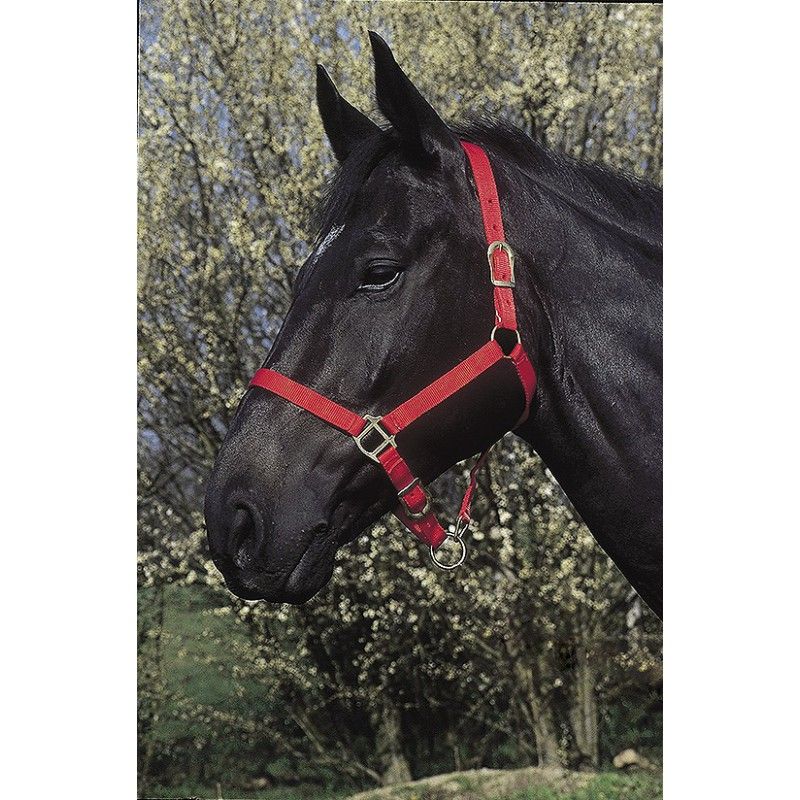 RIDING WORLD Headcollar