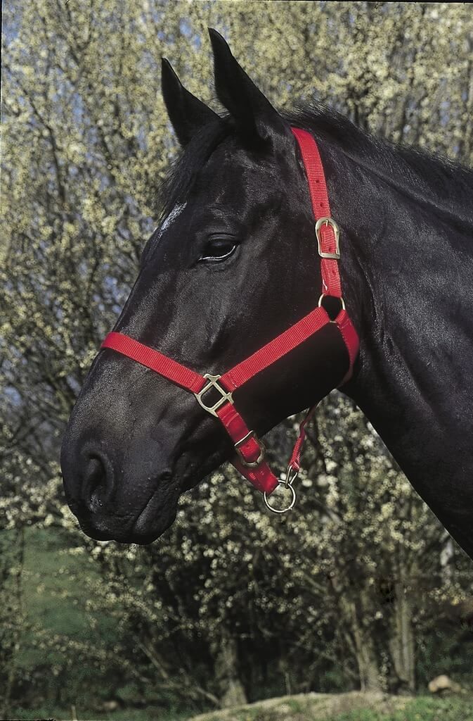 RIDING WORLD Headcollar
