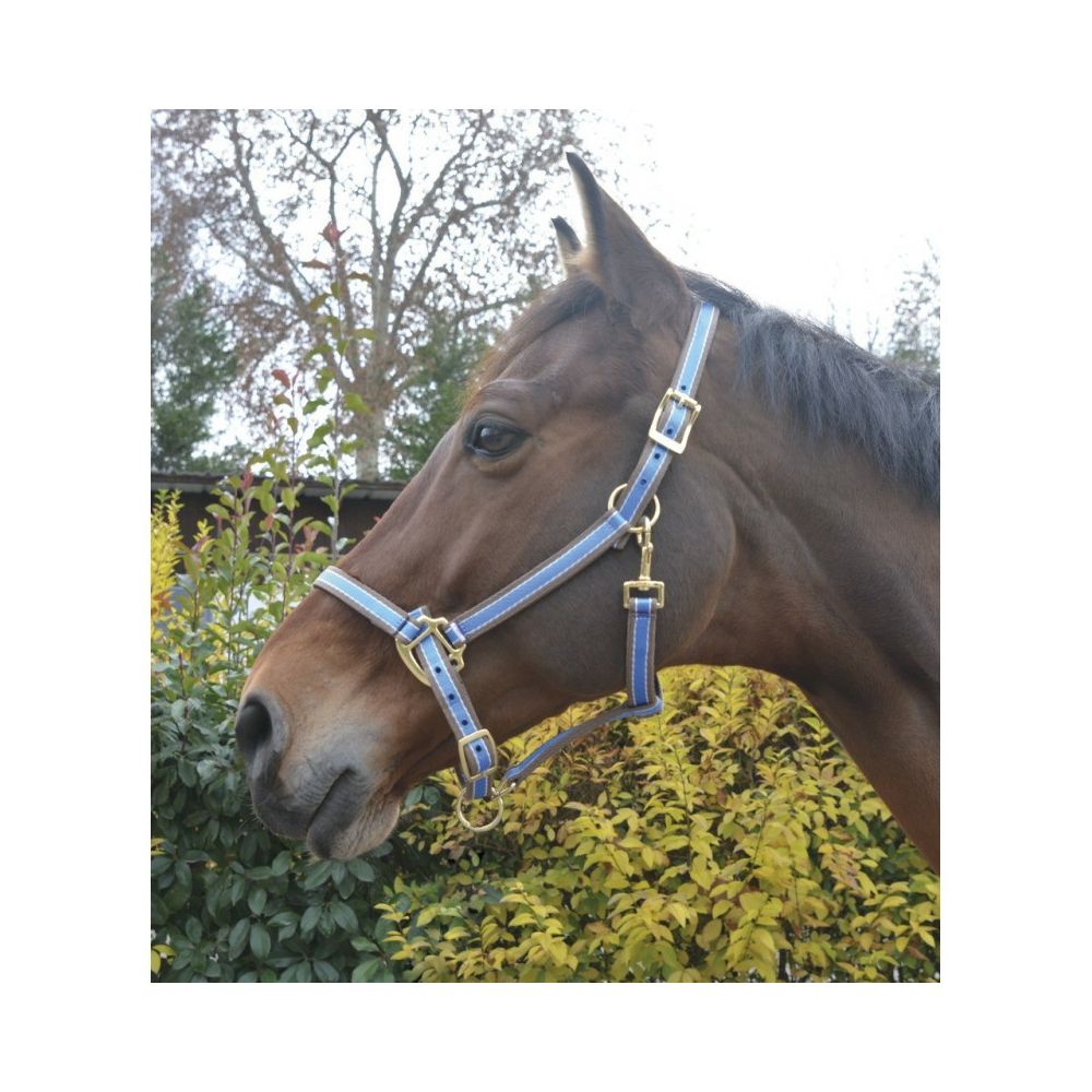 EQUITHÈME Polyfun blue halter for horses