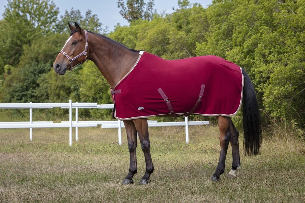 EQUITHÈME Polyfun burgundy halter for horses