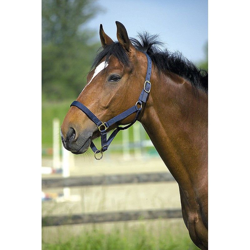 RIDING WORLD “Club” headcollar and leadrope set