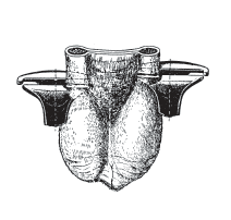 Pince à castrer 30 cm