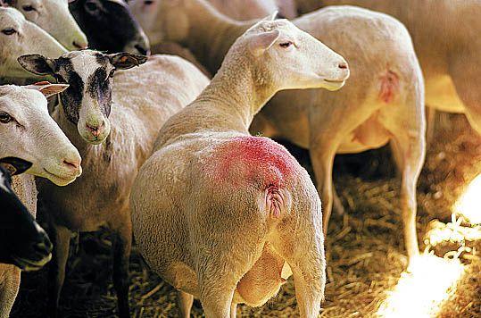 Red marking block for harness RAIDEX