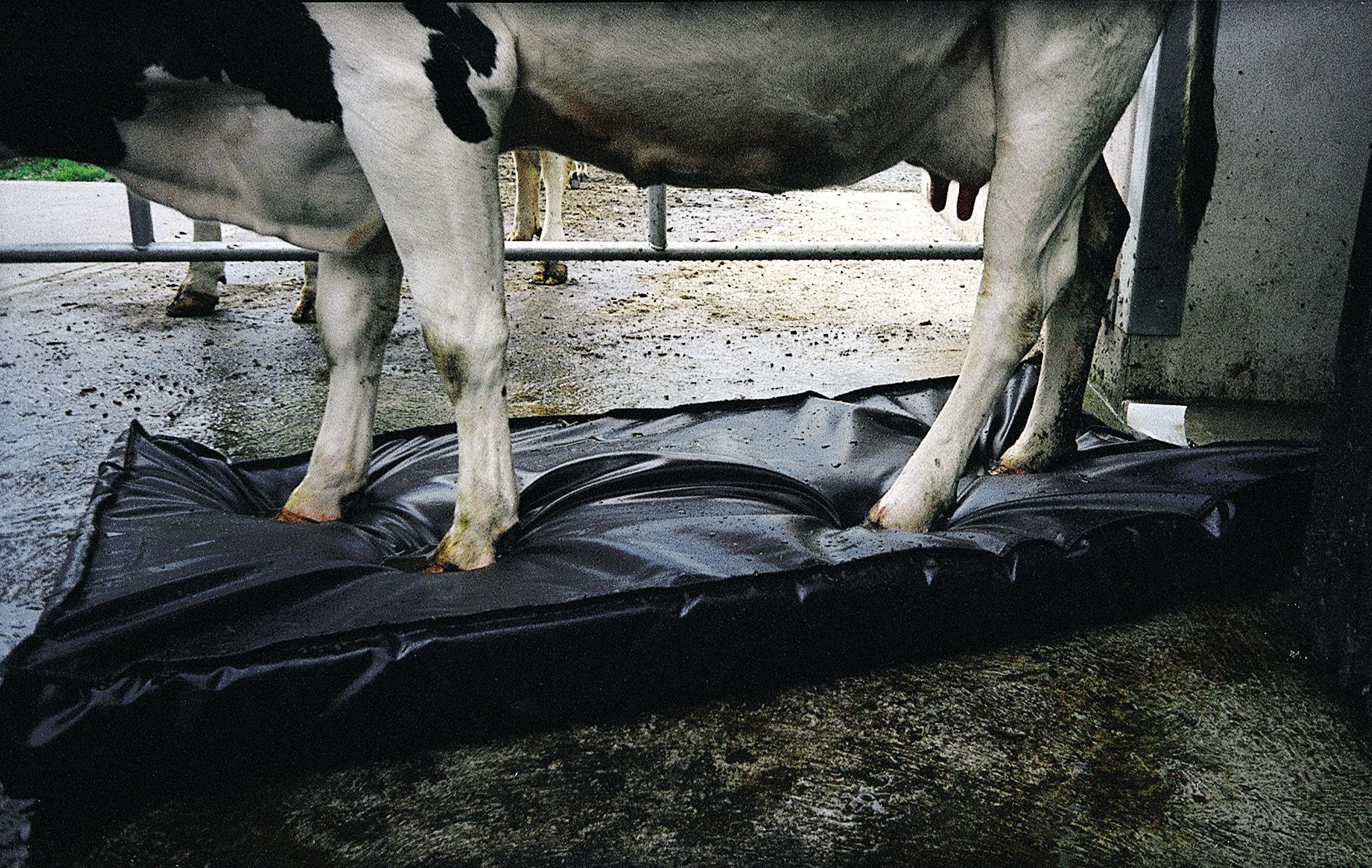 Septicare cattle hoofmat