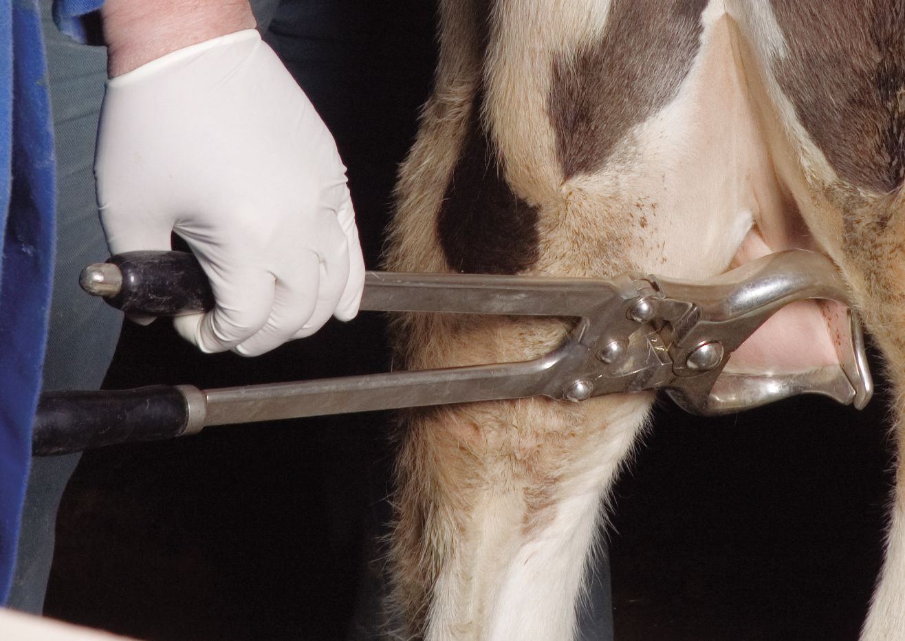 Pince à castrer 30 cm