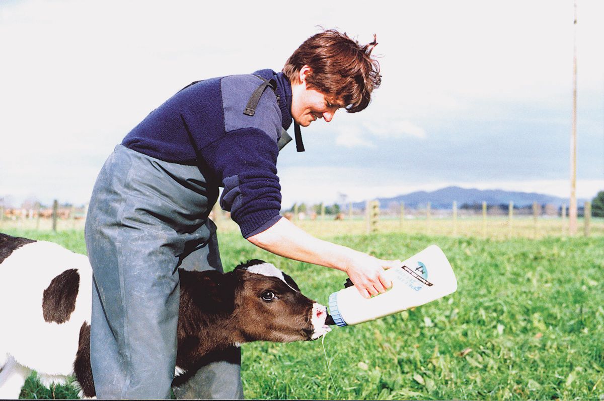 Kälbertränke Flasche Speedy Feeder 2.5 L