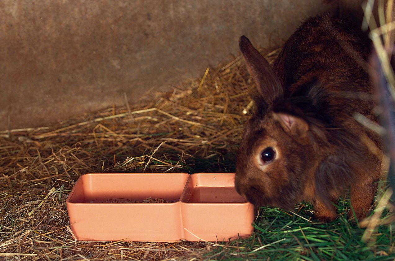 Mangeoire 2 compartiments 