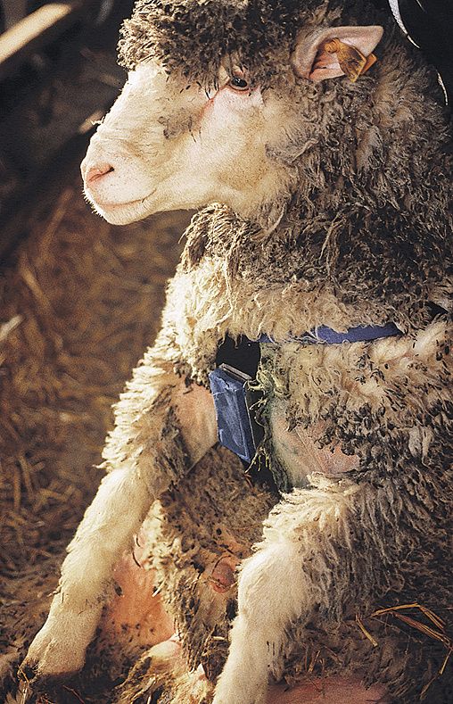 Nylon ram marking harness