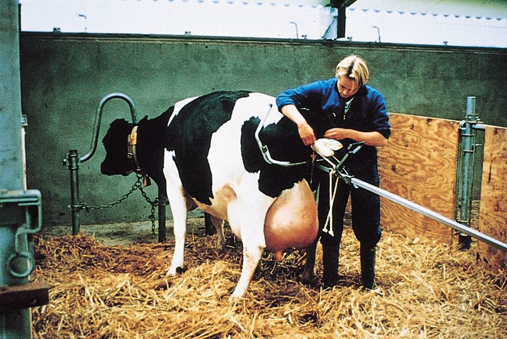 Calving jack beef cattle