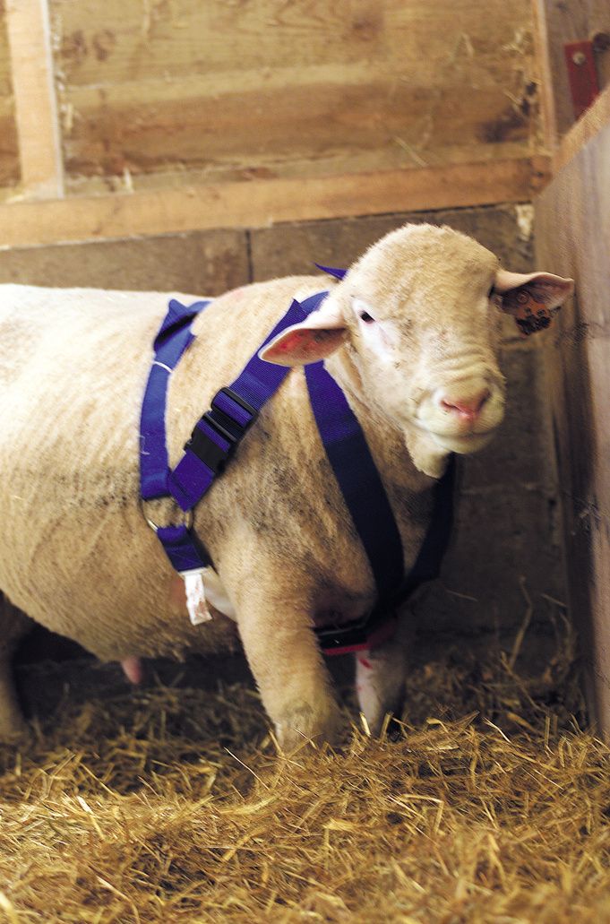 SUPER BLUE ram harness