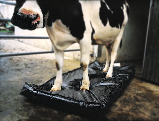 Septicare cattle hoofmat