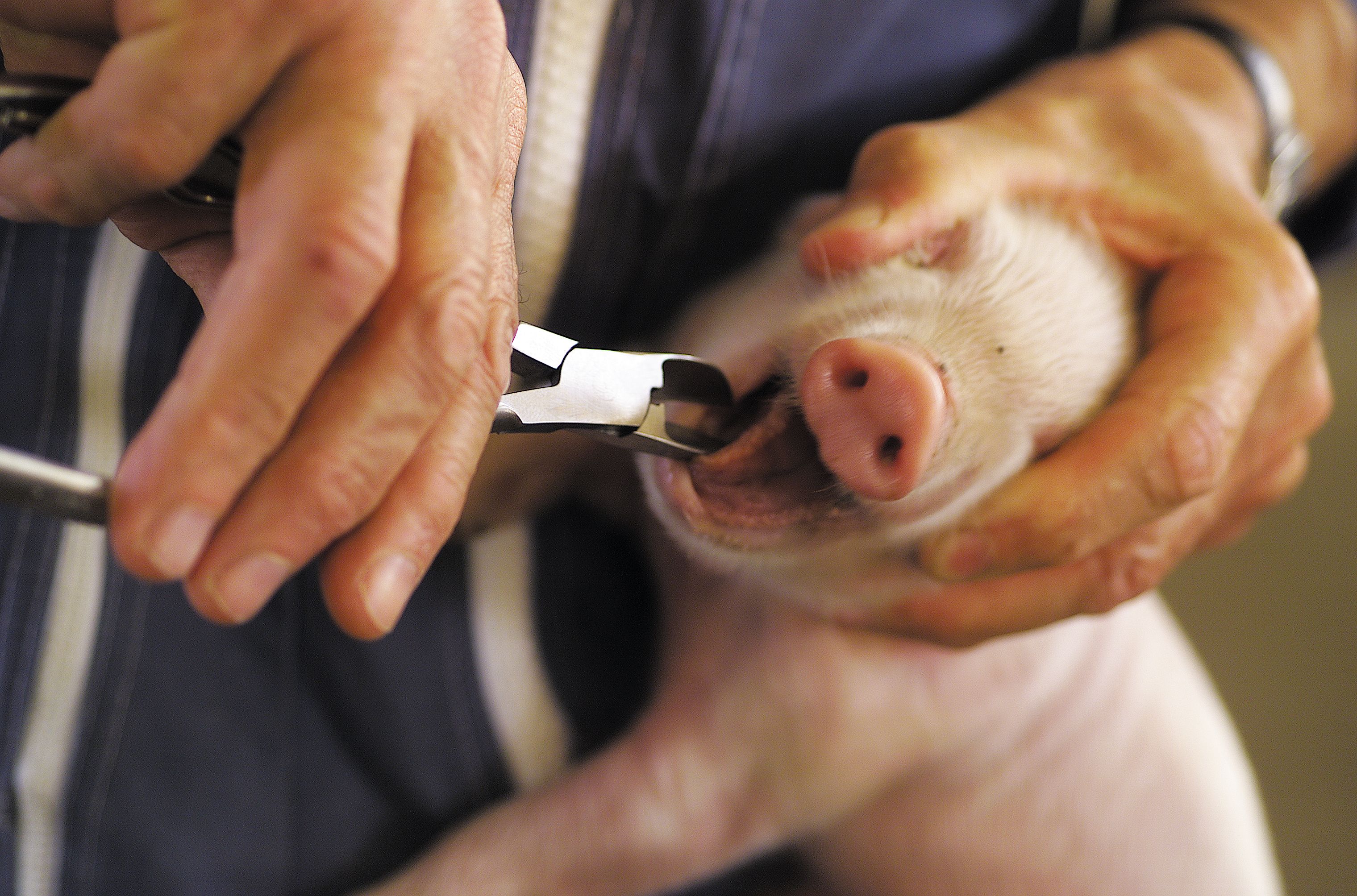 Ferkelzahnzange 13Cm