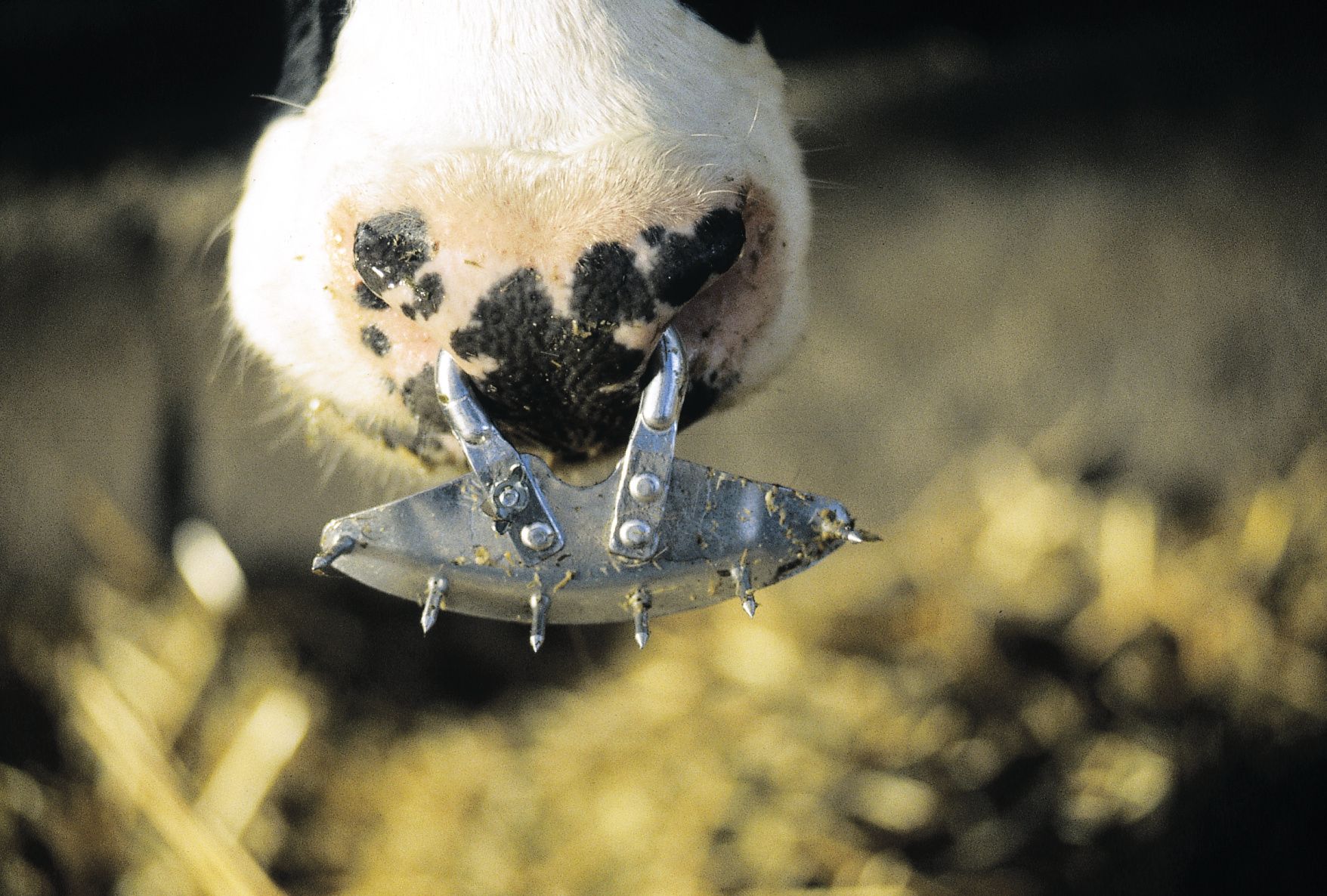 Antitêteur à pointes règlable à vis