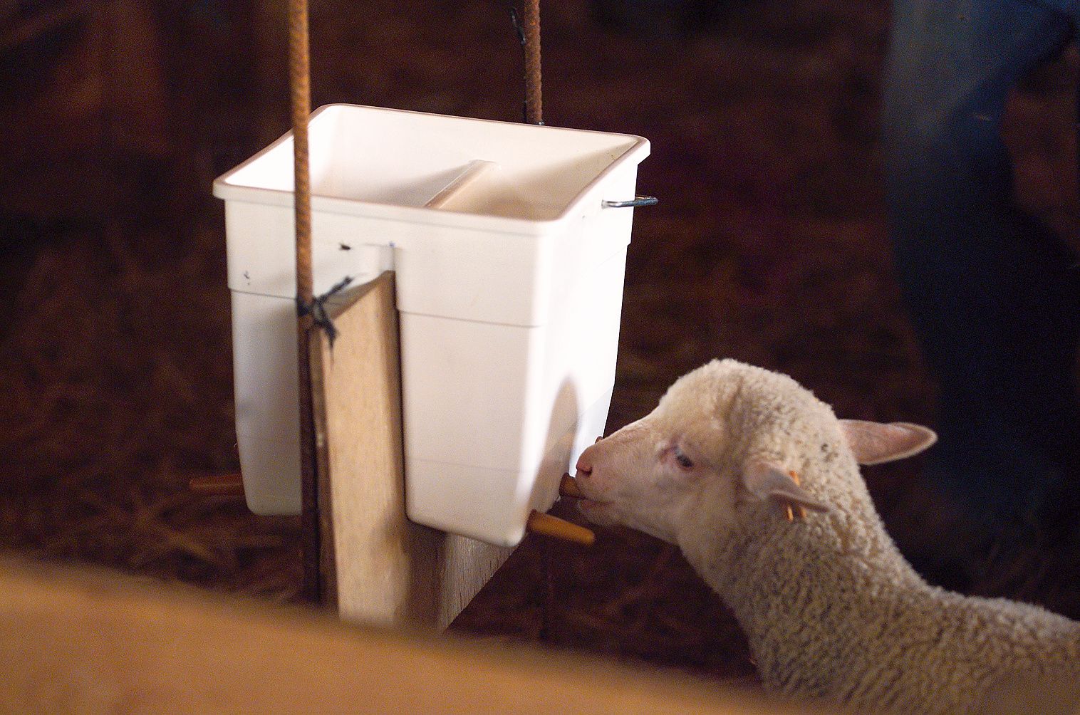 Multibiberon agneau 11L, 6 tétines complet TETIBLUE