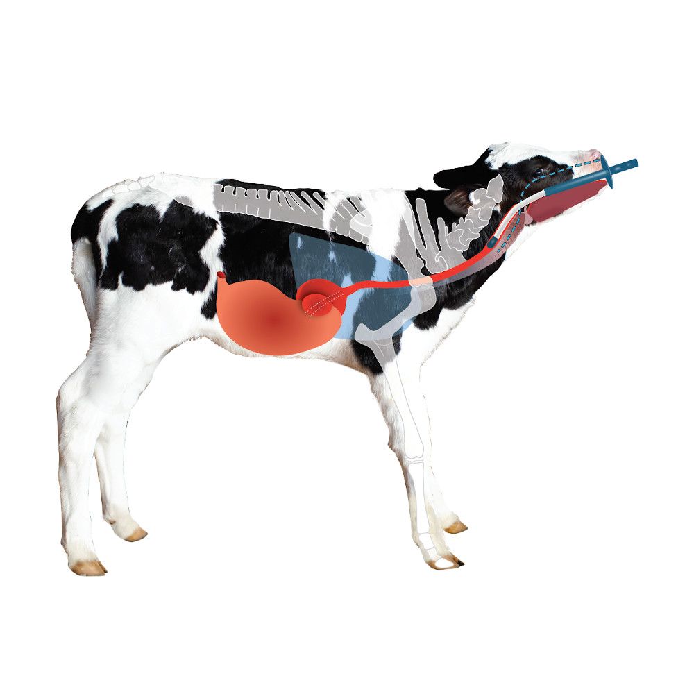 Saugflasche Mit Sauger