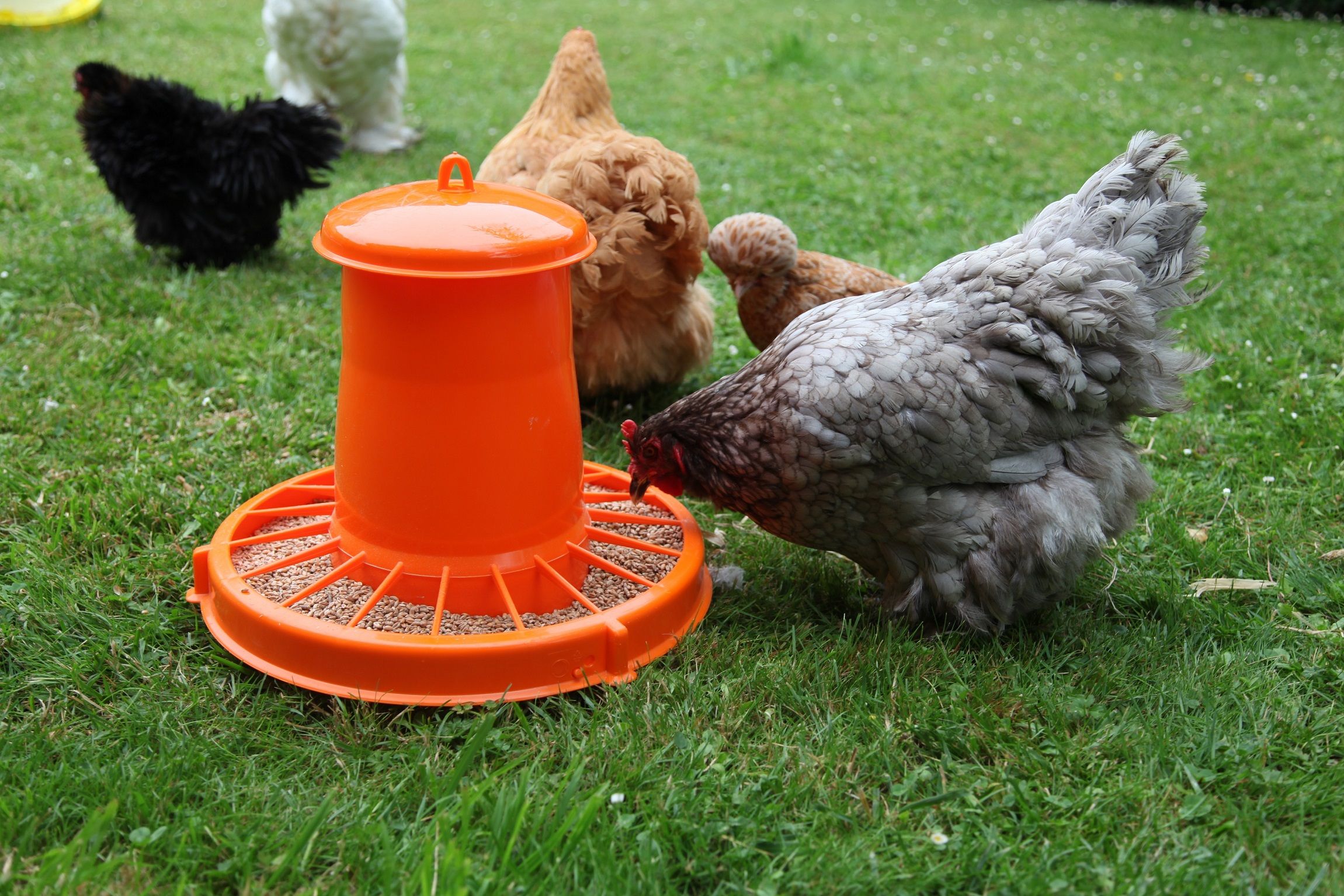 Nourrisseur à trémie orange WIN, 7 kg