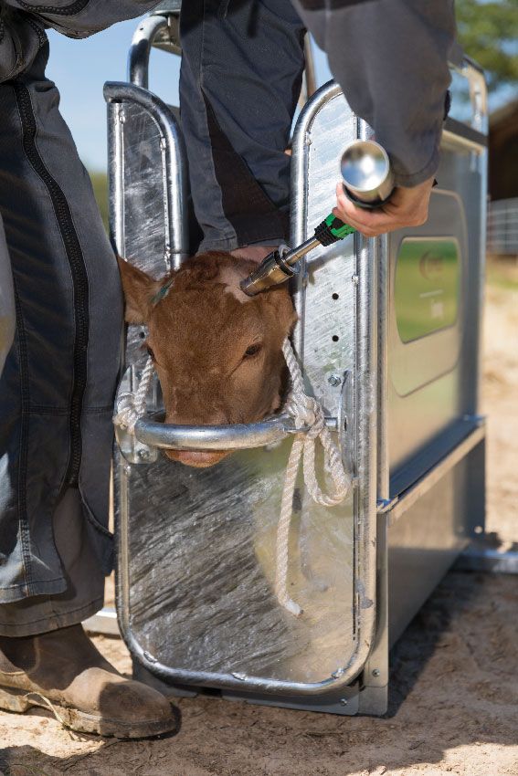 Arkos Enthorner Express