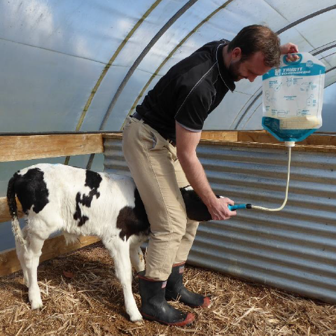 10 Complete kit for colostrum + teat + trusti ANTAHI