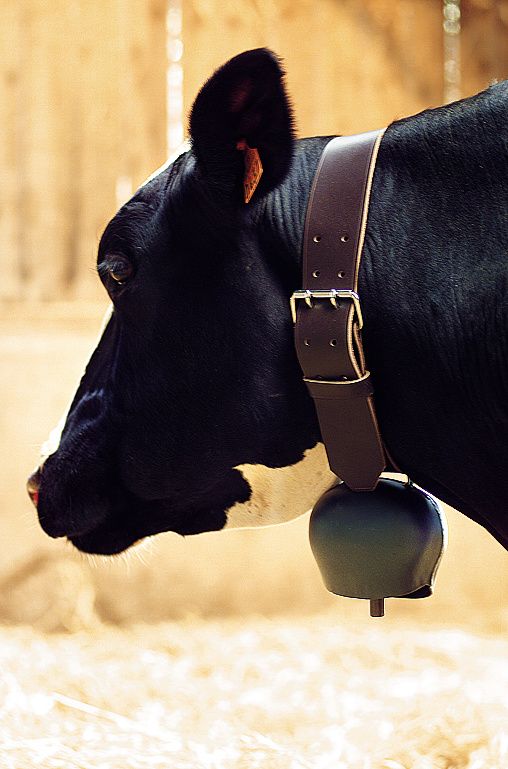 Black blue curved steel bell 144 mm