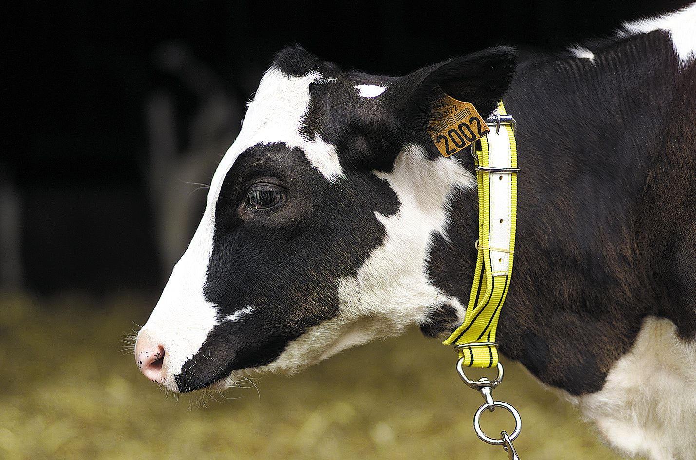 Nylon calf collar yellow and black unpacked