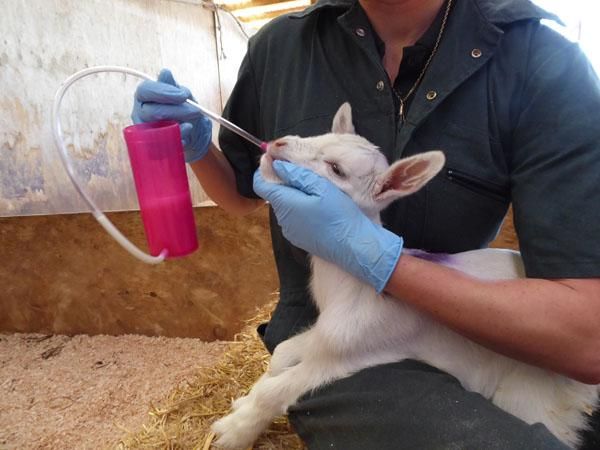 Ersatzrohr für den TrustiTuber für Lamm ANTAHI