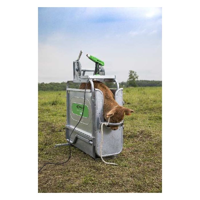 Cosmos Elek. Rinder Enthorner