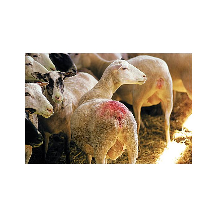 Blue marking blocks for harness RAIDEX