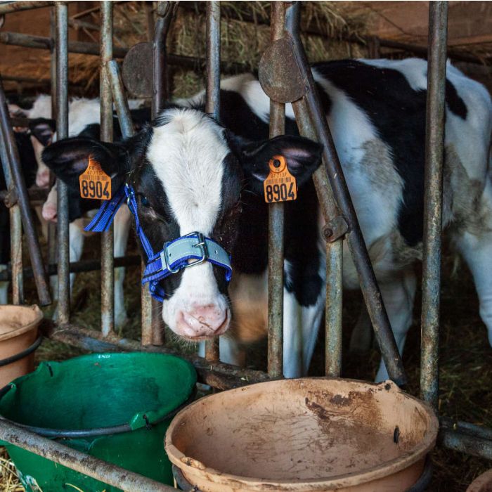 Blaues Halfter Für Kälber