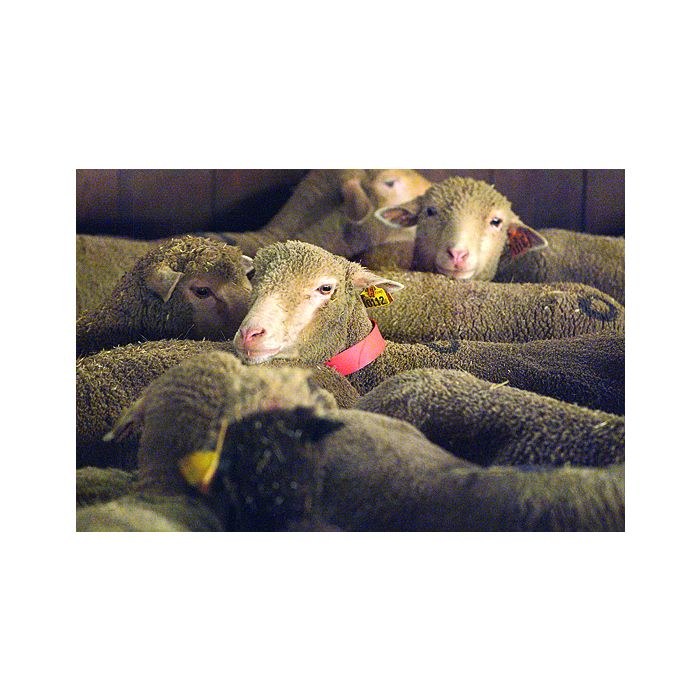 Halsriemen Kunststoff Für Schafe Orange