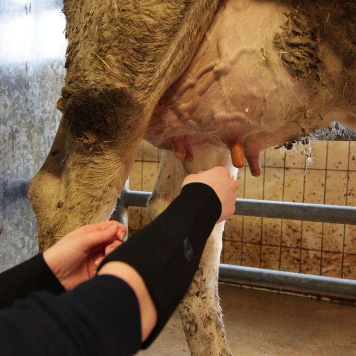 Paire de Manchettes en néoprène - XL