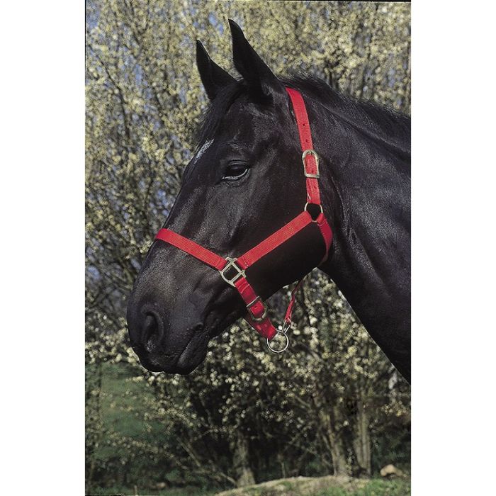 RIDING WORLD Headcollar