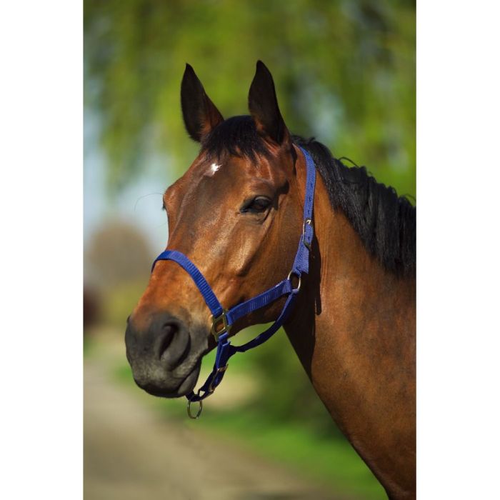RIDING WORLD Headcollar