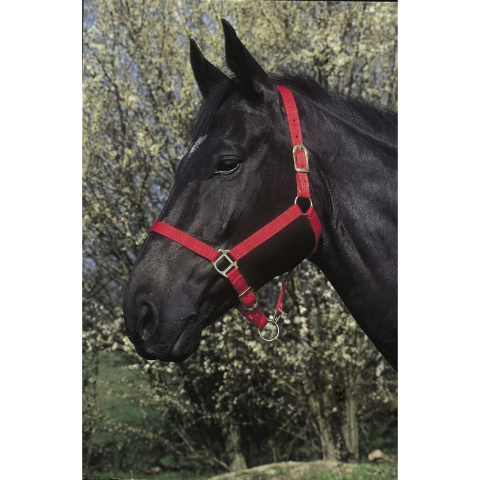 RIDING WORLD Headcollar