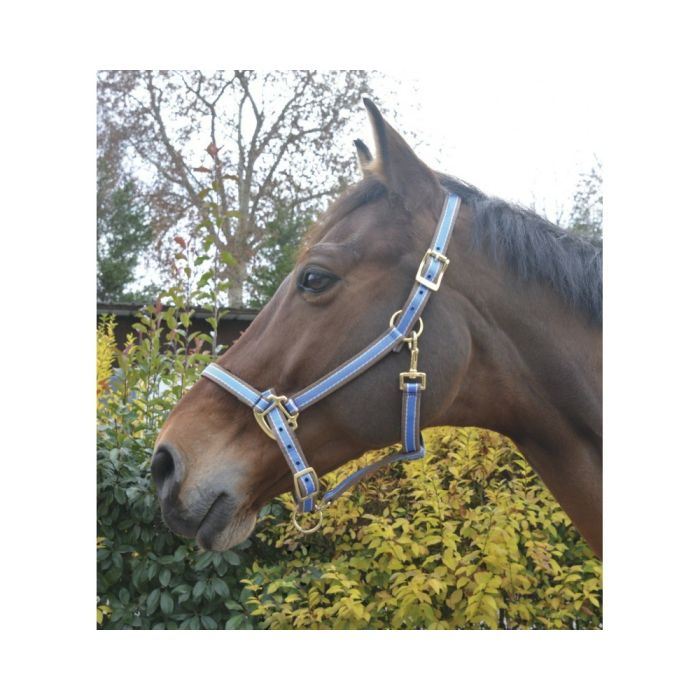 EQUITHÈME Polyfun blue halter for horses