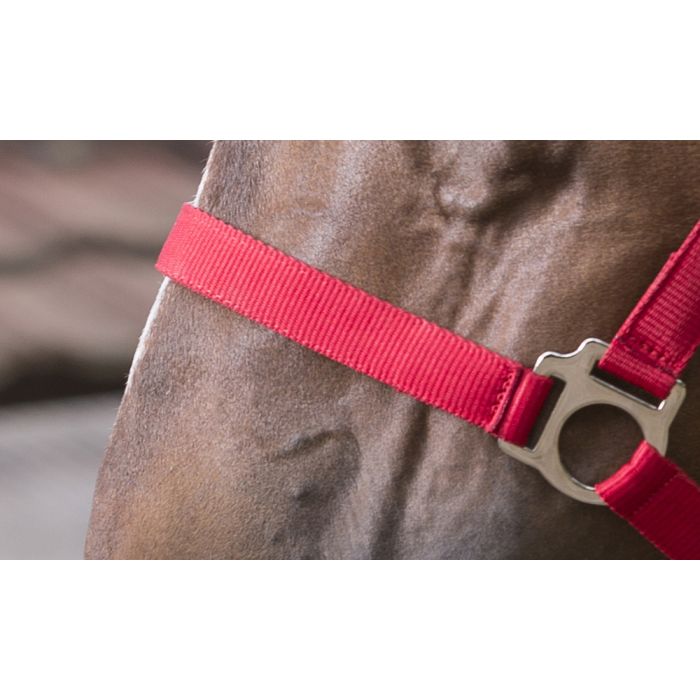 RIDING WORLD “Club” headcollar and leadrope set
